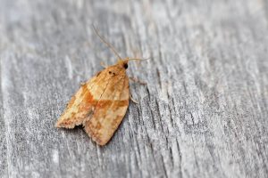 Light-brown Apple Moth - 13th July 2025 - Melbourne - Tony Davison