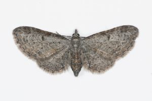 Slender Pug - 13th July 2025 - Longdendale (Torside) - Christian Heintzen