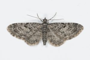 Larch Pug - 13th July 2025 - Longdendale (Torside) - Christian Heintzen