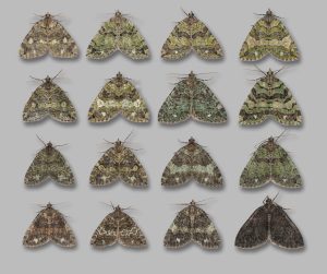 Colour plate showing variation of July Highflyer - Christian Heintzen - July 2025