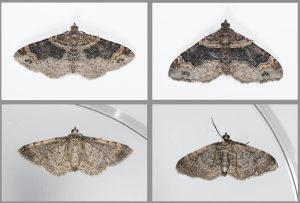 ID Feature for Dark-barred Twin-spot Carpet - 19th July 2025 - Glossop - Christian Heintzen