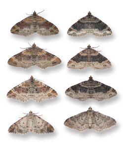 Red Twin-spot Carpet v Dark-barred Twin-spot Carpet - Christian Heintzen©