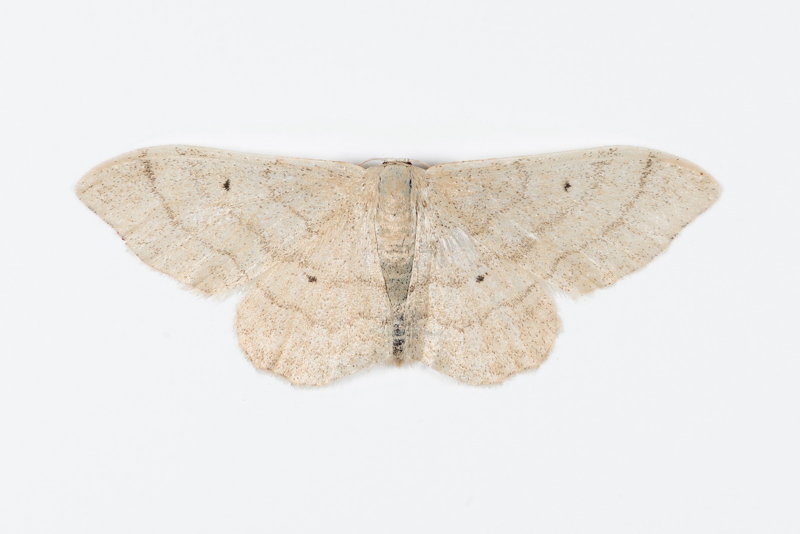 Plain Wave - 22nd July 2025 Torside Clough, Longdendale - Christian Heintzen