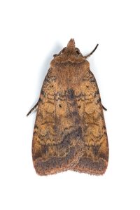 Barred Chestnut - 25th July 2025 - Glossop - Christian Heintzen