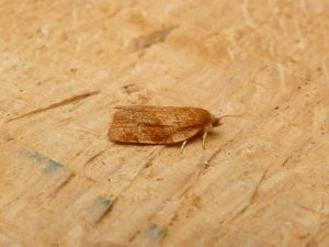 Pandemis cinnamomeana - 3rd July 2025 - Darwin Forest - Dave Evans