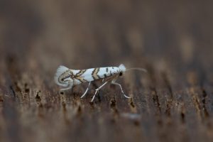 Phyllonorycter joannisi - 16th July 2025 - Chaddesden -Neil Loverock