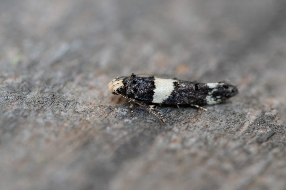 Recurvaria luecatella - 3rd July 2025 -Chaddesden - Nile Loverock
