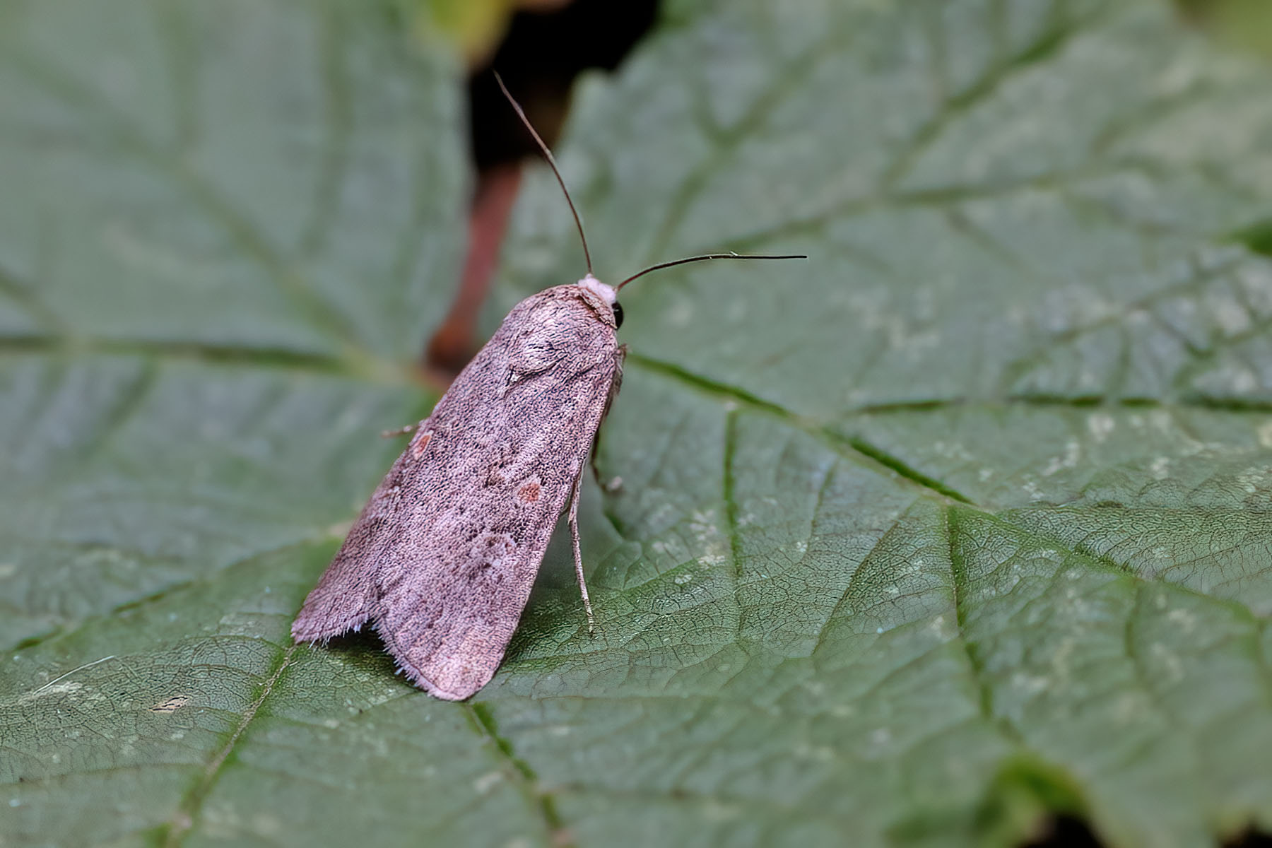 Small Mottled Willow - 27th July 2025 - Kings Newton - Tony Davison