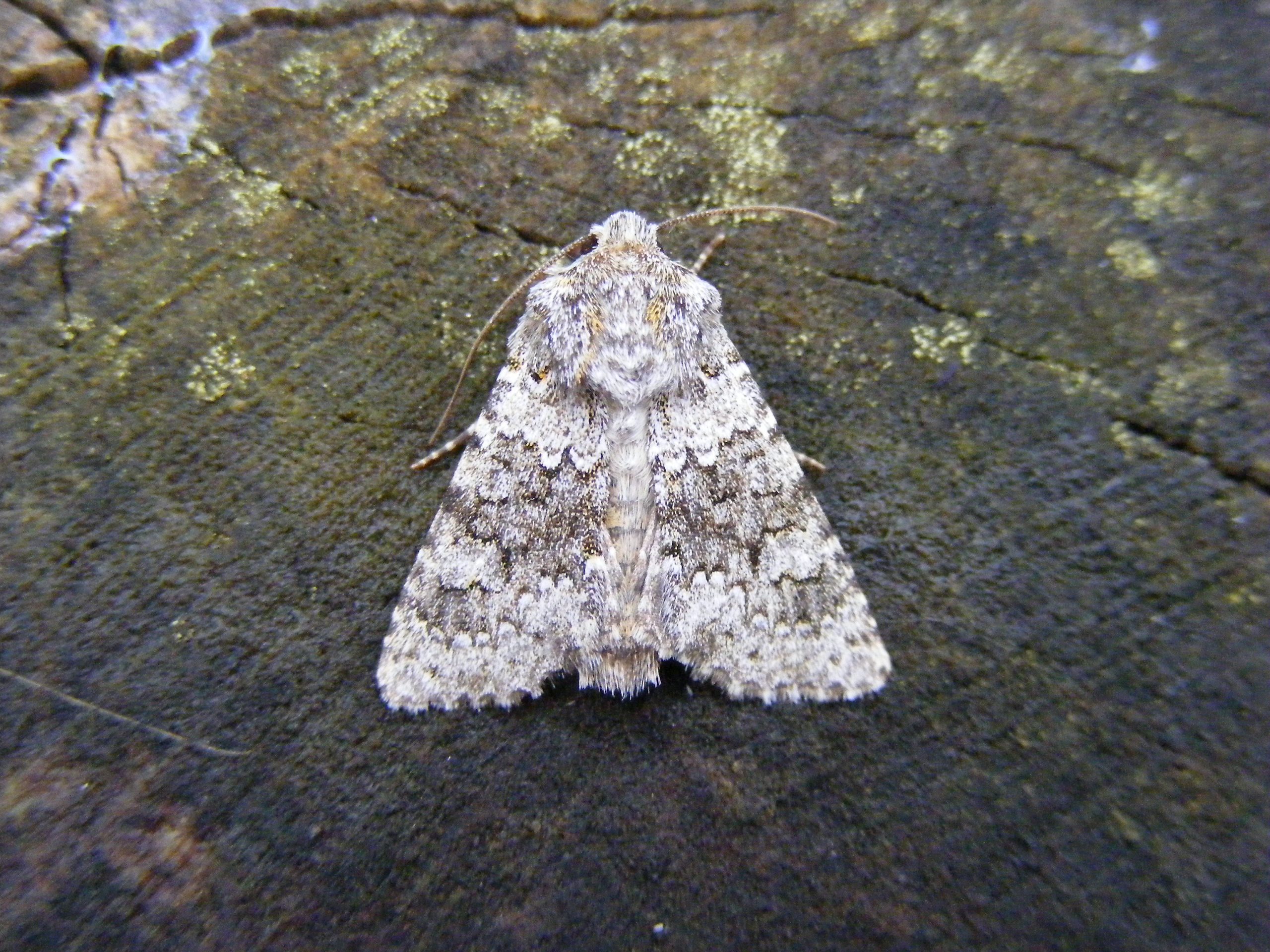 Small Ranunculs - 3rd Aug 2025 - Midway - M.Williams