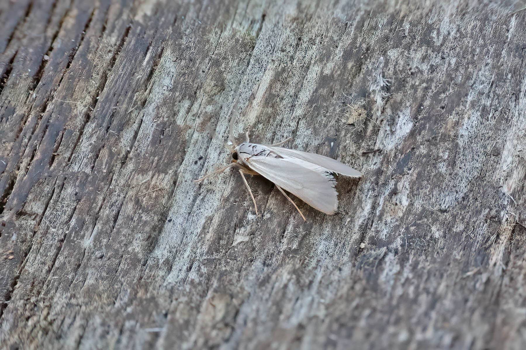 Water Veneer - 19th July 2025 - Melbourne - Tony Davison