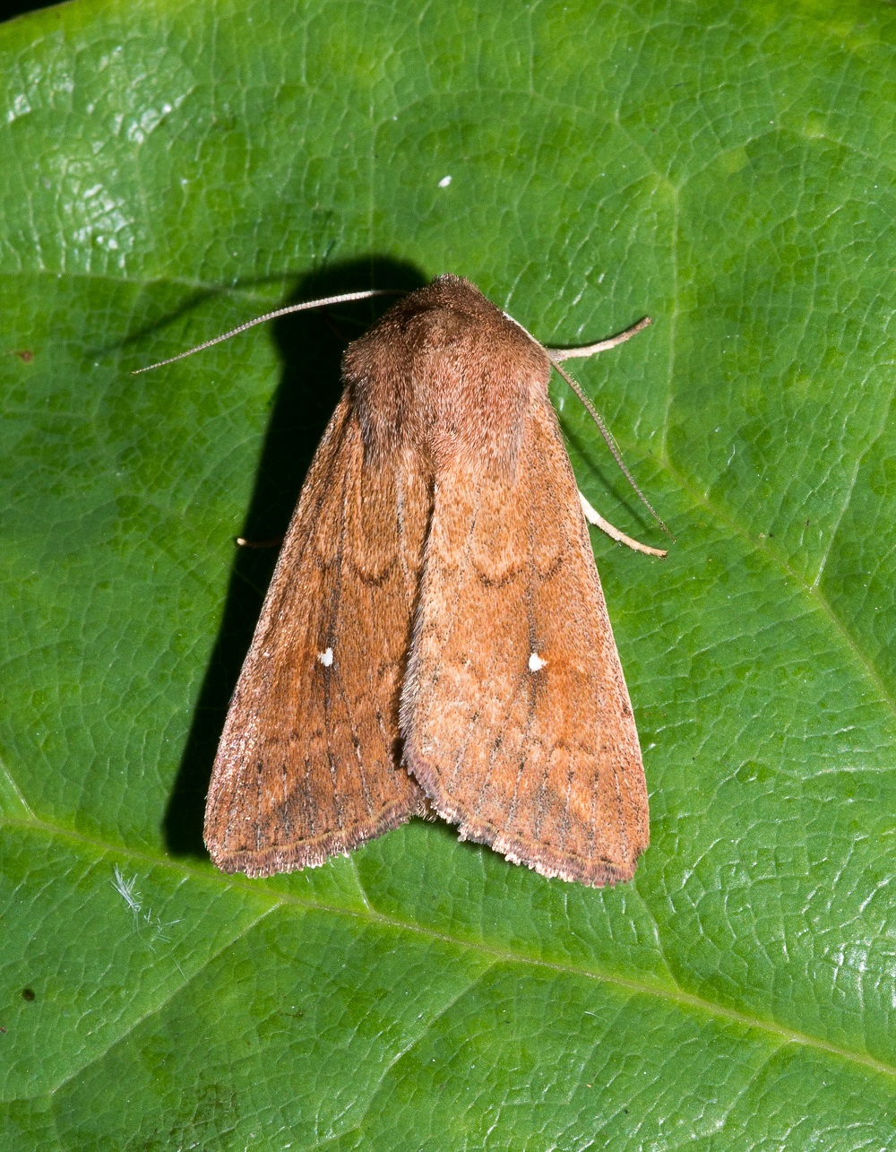 White-point - Rosliston Forestry Centre Night World Event 25th July 2025 - Neil Ward