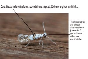 Phyllonrycter joannisi - 16th July 2025 - Chaddesden - ID write up by Neil Loverock