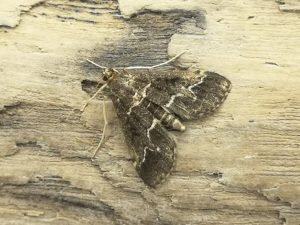 Duponchelia fovealis (European Pepper Moth) - 8th August 2025 - Littleover - Adrian Watson