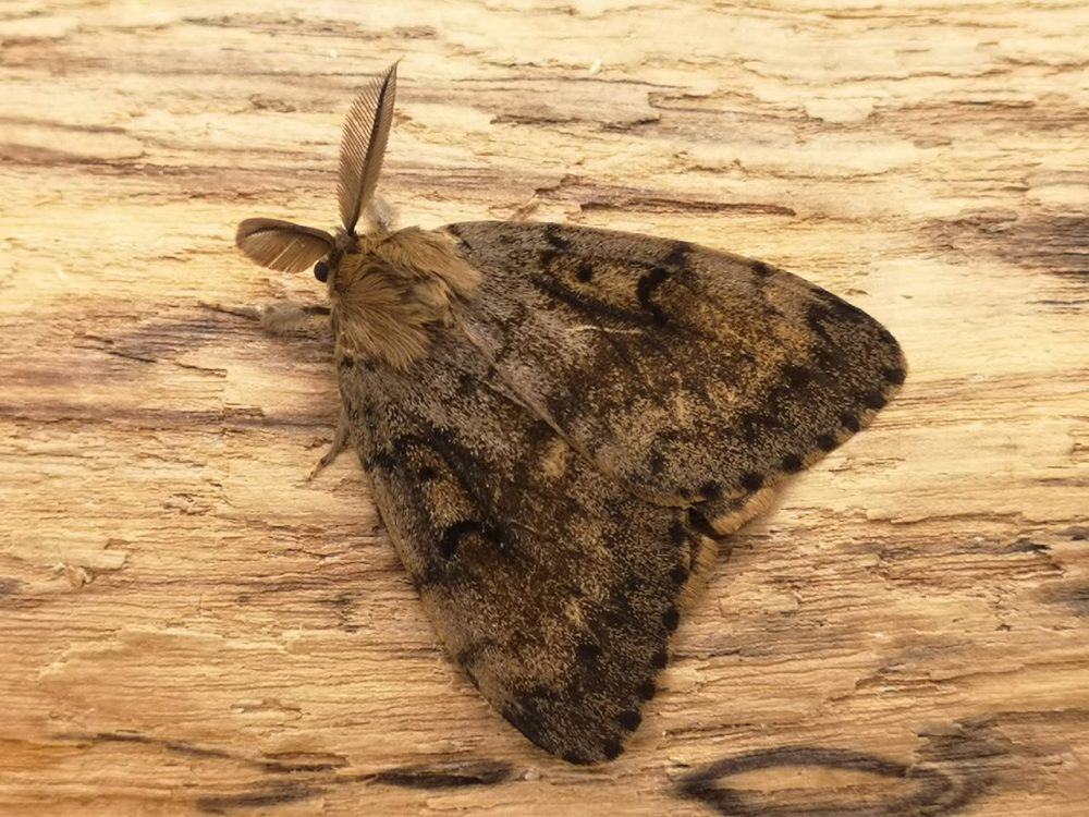 Gypsy Moth - 1st August 2025 - Littleover - Adrian Watson