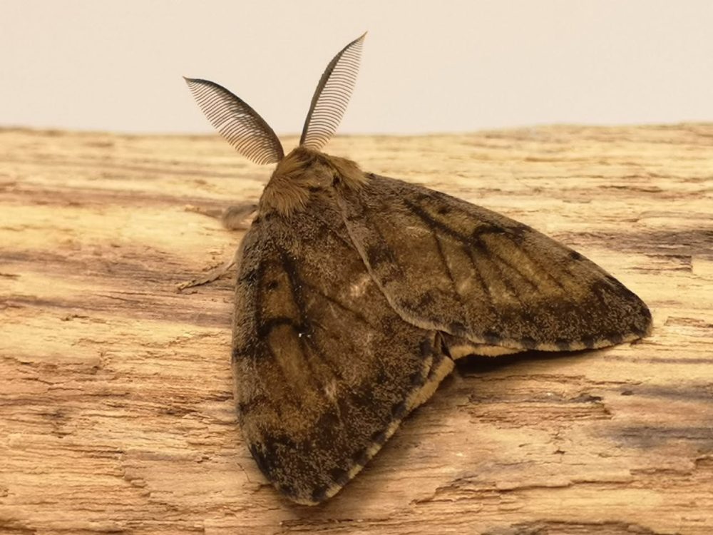 Gypsy Moth - 1st August 2025 - Littleover - Adrian Watson