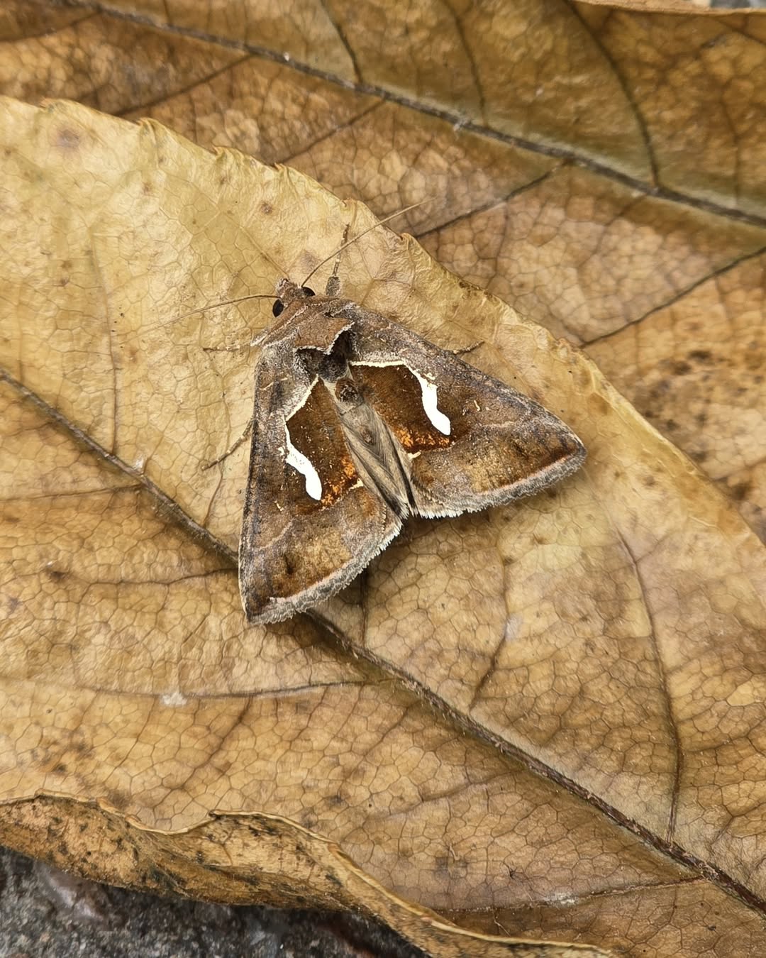 Dewick's Plusia - 3rd August 2025 - Cromford - Clive Ashton