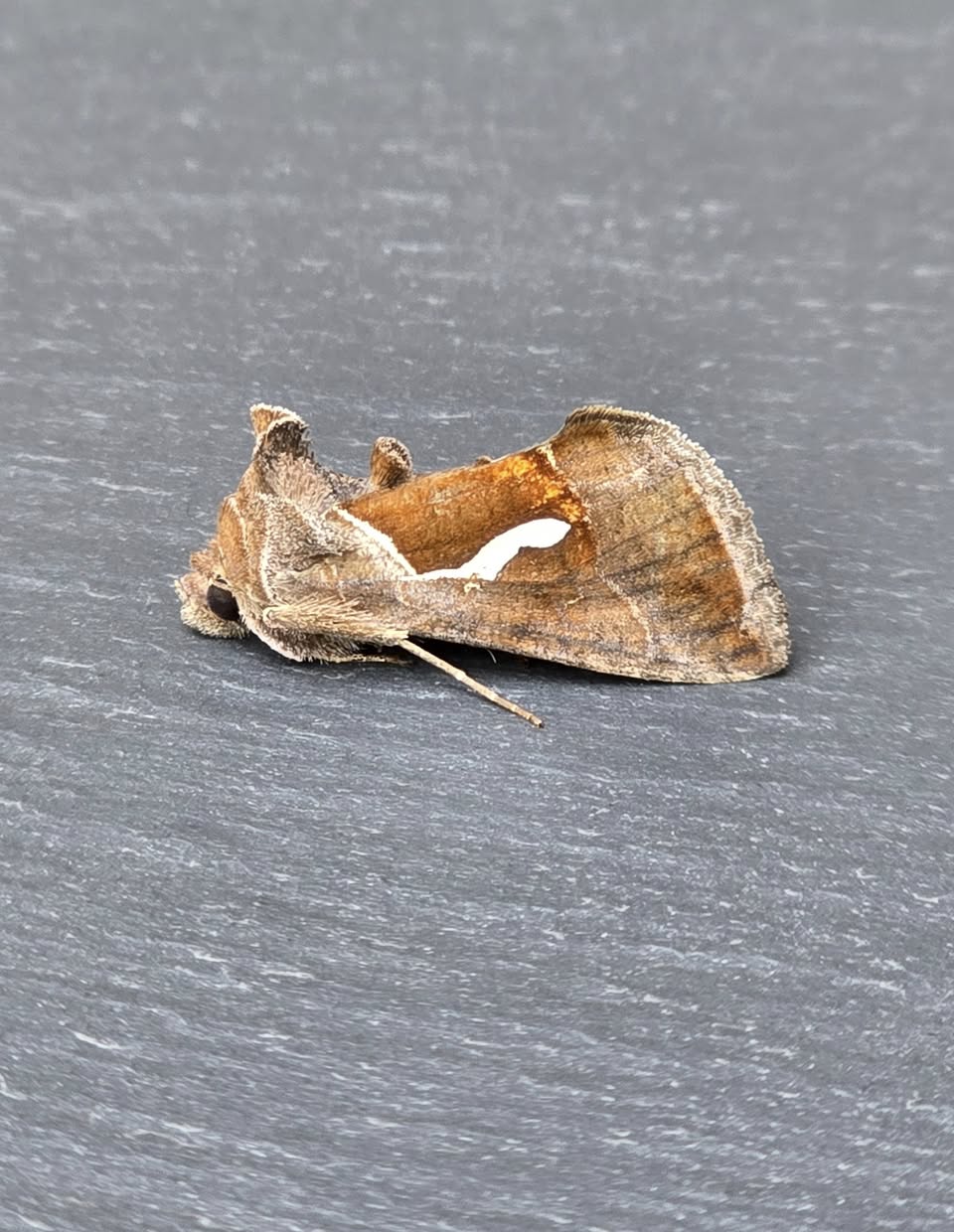 Dewick's Plusia - 3rd August 2025 - Cromford - Clive Ashton