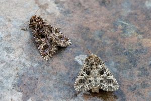 Comparison of Campion & Lychnis - 2nd Aug 2025 - Chaddesden - Martin Roome