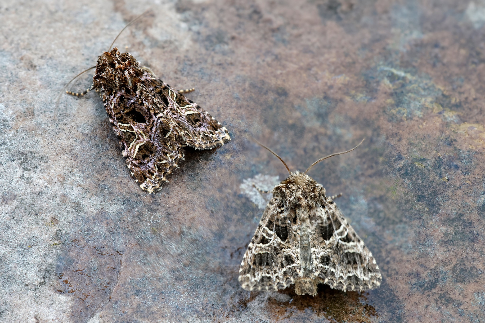 Comparison of Campion u0026 Lychnis - 2nd Aug 2025 - Chaddesden - Martin Roome