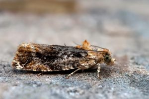 Eudemis profundana - 2nd August 2025 - Chaddesden -Martin Roome