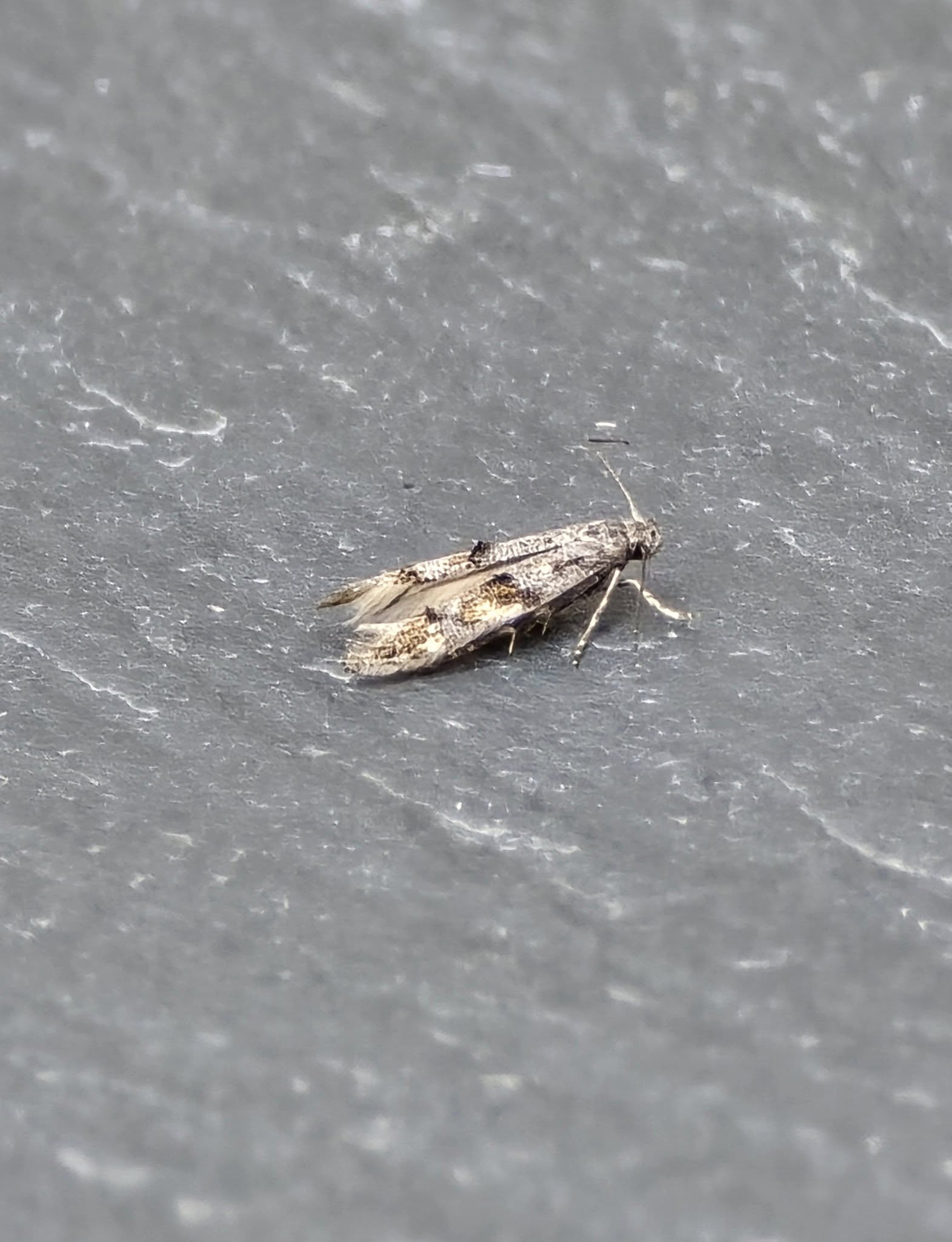 Mompha miscella - 6th August 2025 - Cromford - Clive Ashton