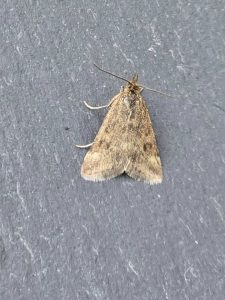 Pyrausta despicata - 7th August 2025 - Cromford - Clive Ashton
