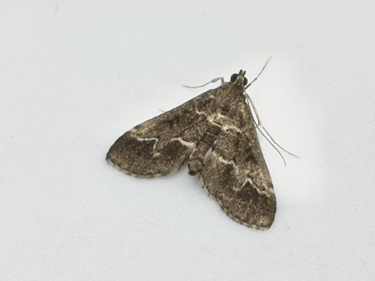 Duponchelia fovealis (European Pepper Moth) - 8th August 2025 - Littleover - Adrian Watson