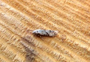 Stenolechia gemmella - 9th August 2025 - Belper - Dave Evans