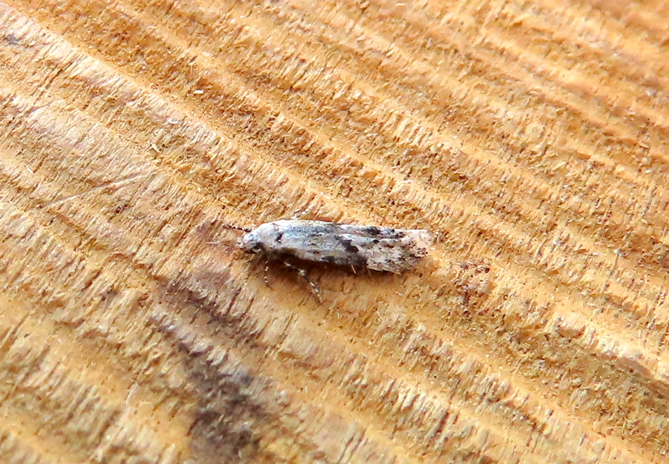 Black V Bud Moth