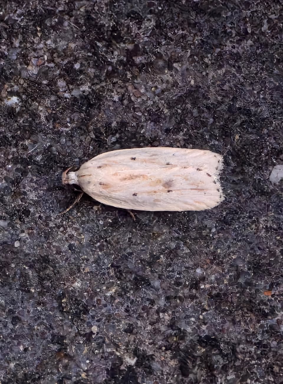 Agonpterix kaekertiziana - 8th August 2025 - Cromford - Clive Ashton©