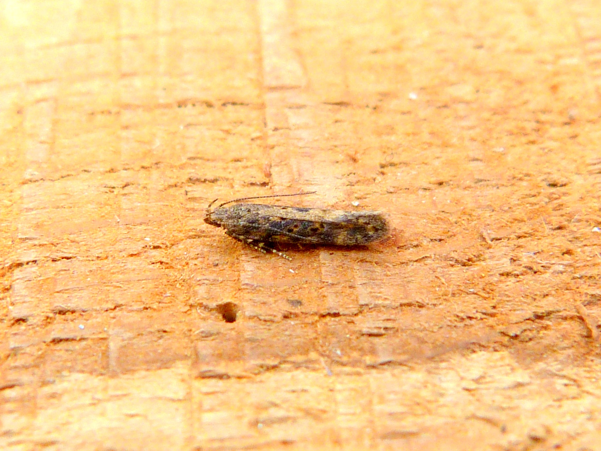 Scrobipalpa ocellatella - 11th August 2025 - Belper - Dave Evans