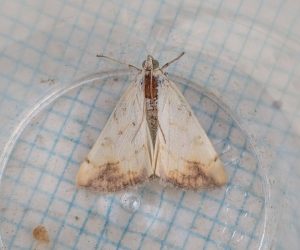 Evergestis extimalis - 13th August 2025 - Shirland - Nikki Mahadevan
