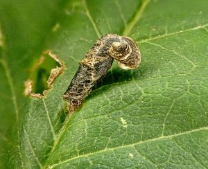 Larval Case of Coleophora anatipennella - 13th August 2025 - Calke Park - Graham Finch.