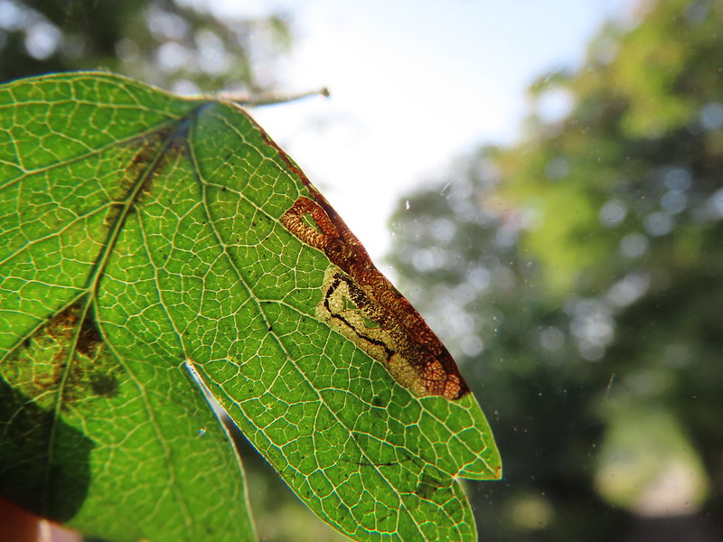 Hawthorn Dot