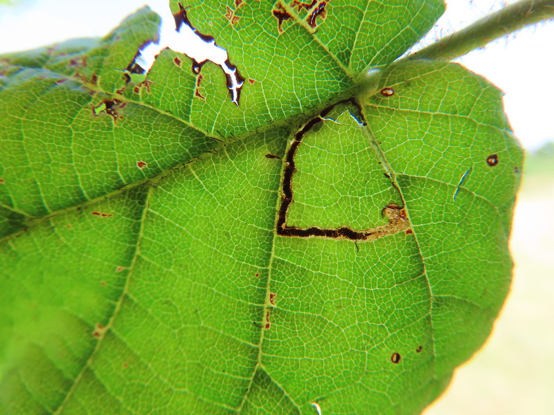 Bucculatrix demaryella - 13th August 2025 - Wyver Lane, Belper - Dave Evans