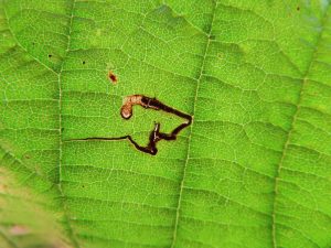 Bucculatrix demaryella - 13th August 2025 - Wyver Lane, Belper - Dave Evans