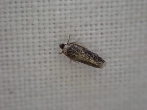 Zimmermannia atrifrontella - 12th August 2025 - Norton Lees - Pete Mellas - 1st VC57 record