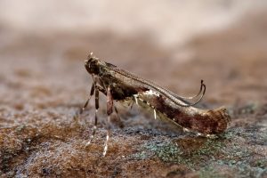 Caloptilia semifascia (Maple Stilt) - 14th August 2025 - Chaddesden - Martin Roome