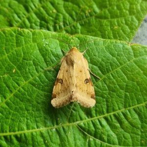 Bordered Straw - 18th August 2025 - Belper - Dave Newcombe