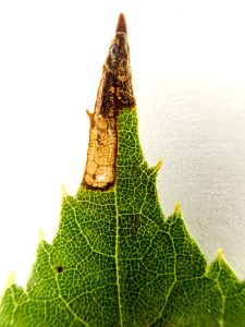 Leaf Mine of Roeslerstammia erxlebella  - 13th August 2025 - Clake Park on Lime - Graham Finch