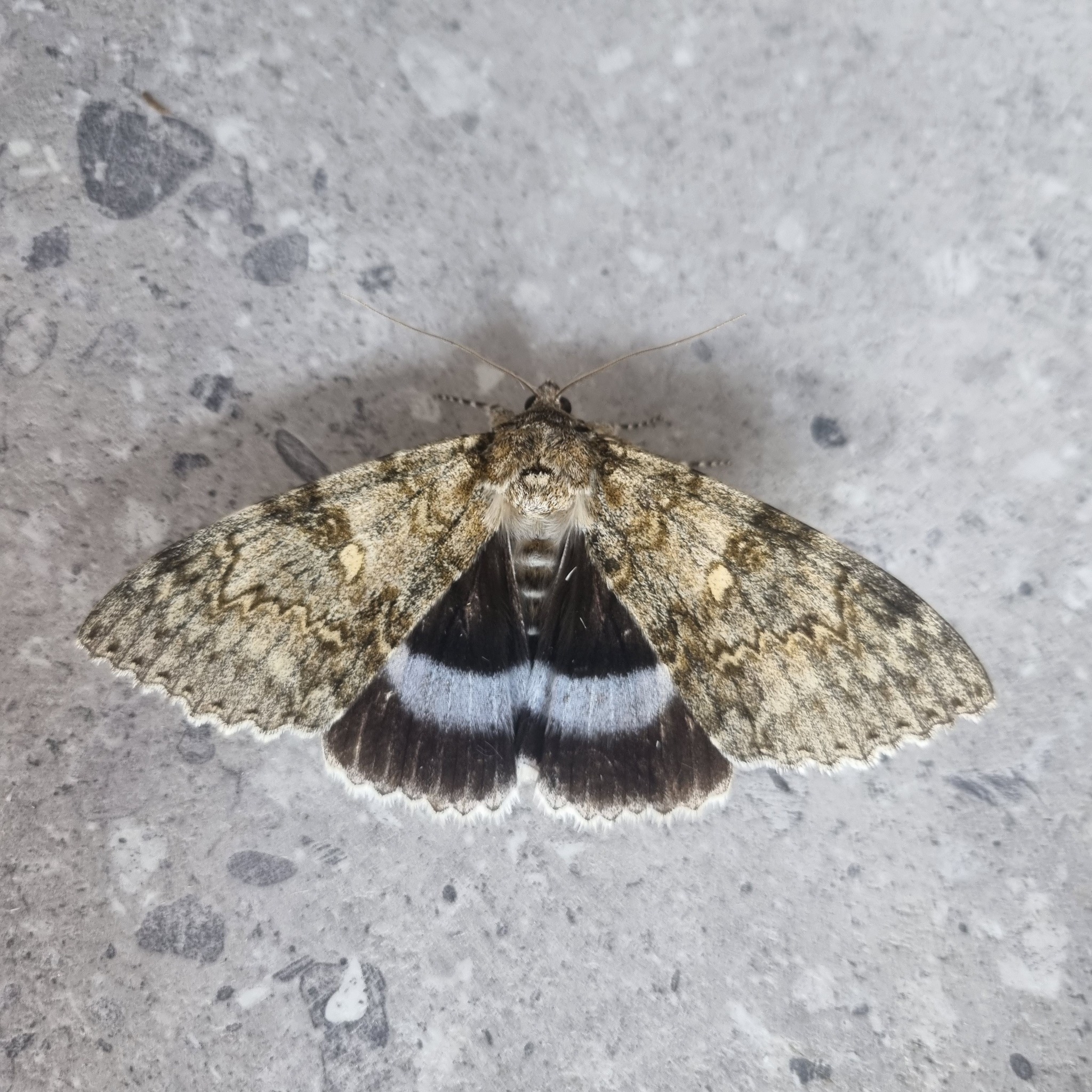 Clifden Nonpareil - 15th August 2025 - Belper - Dave Newcombe