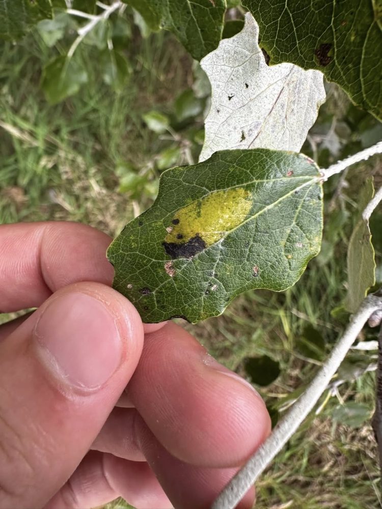 Phyllonorycter comparella - 18th August 2025 - Alvaston Park, Derby - Sam Goddard