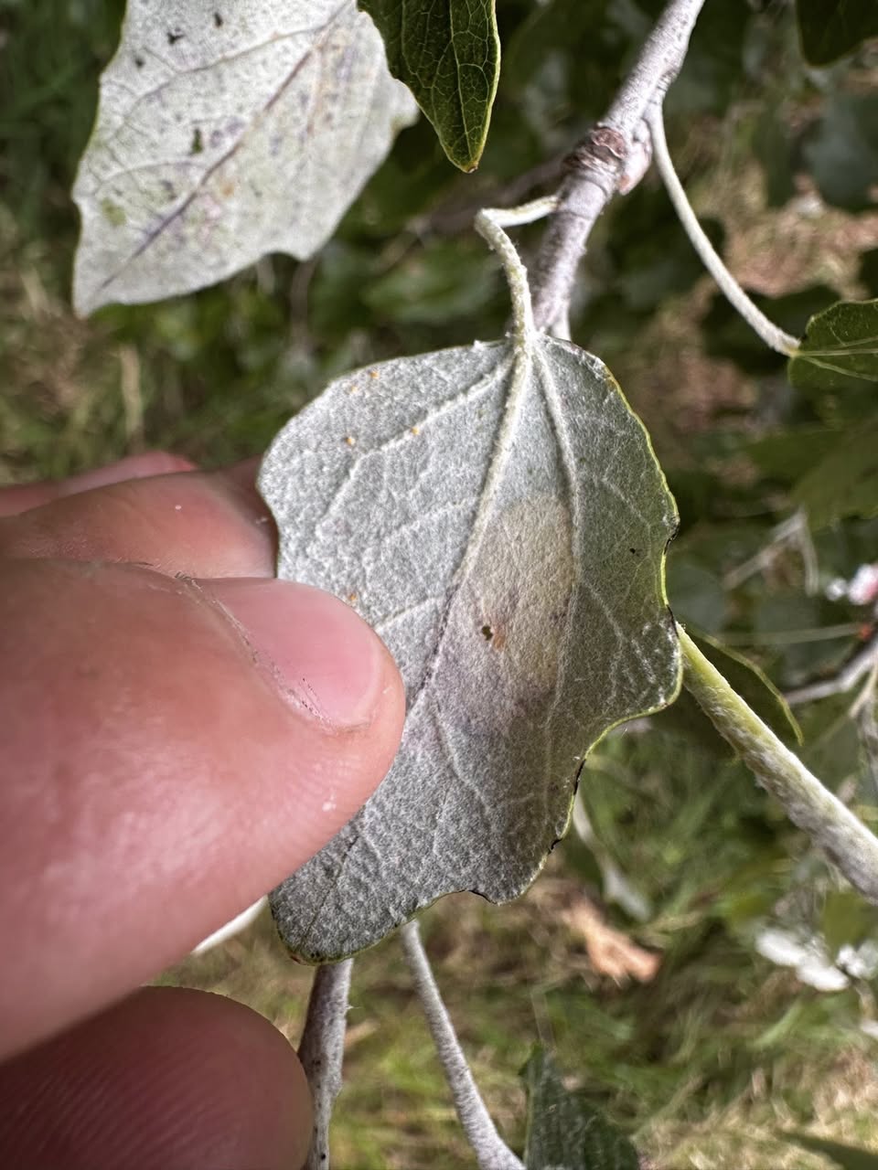 Phyllonorycter comparella - 18th August 2025 - Alvaston Park, Derby - Sam Goddard