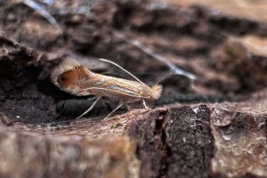 Phyllonorycter platani - reared from Mine collected on 11th Aug 2025 from Alvaston Park, Derby and emerged on 22nd Aug 2025 - Sam Goddard