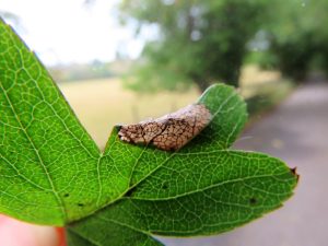 Parornix anglicella - 20th August 2025 - Wyver Lane - Dave Evans 