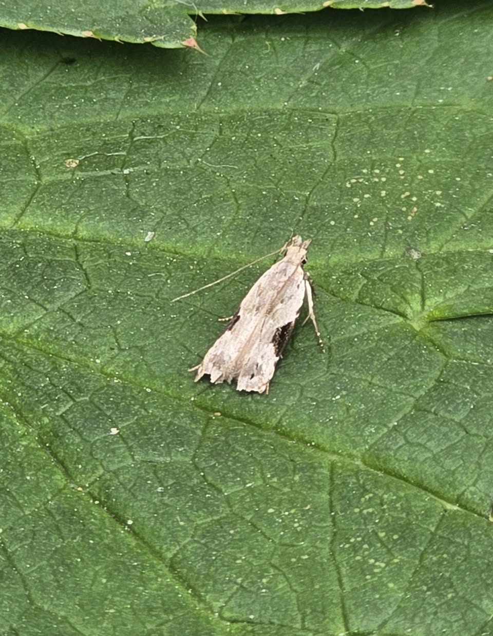 Hypatima rhomboidella - 17th August 2025 - Cromford - Clive Ashton