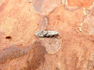 Stenolechia gemmella - 20th August 2025 - Belper - Dave Evans