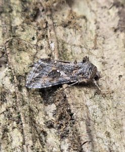 Ni Moth - 20th August 2025 - Cromford - Clive Ashton