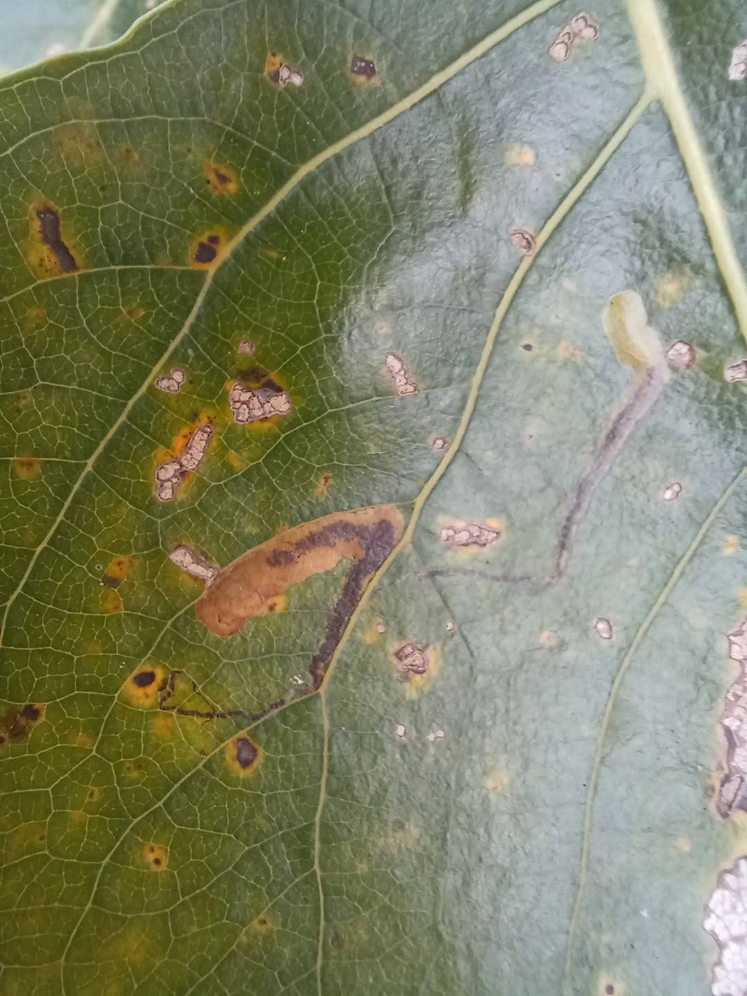 Three-spot Dot