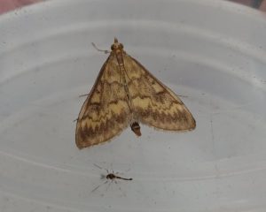Ostrinia nubilalis - 3rd record - 25th August 2025 - Sandiacre - Anne Butler
